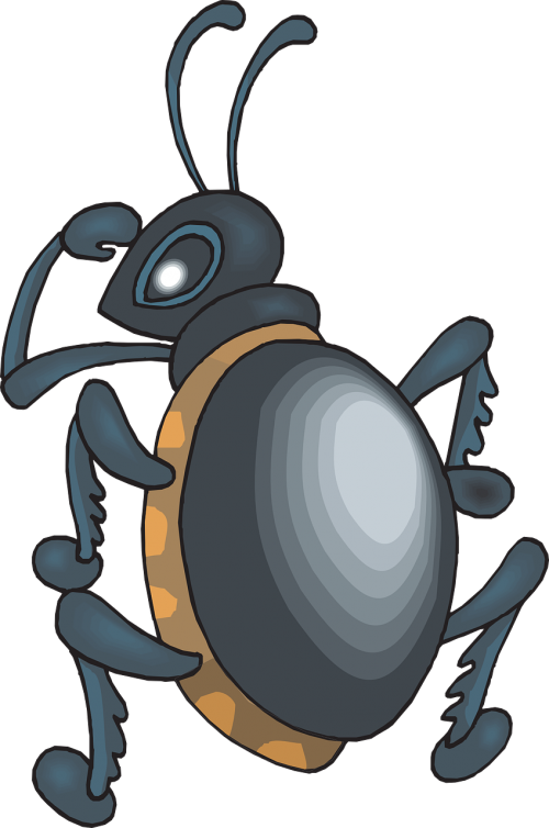 insect beetle shine