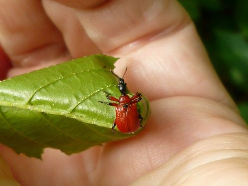 insect beetle hazel leaf-roller