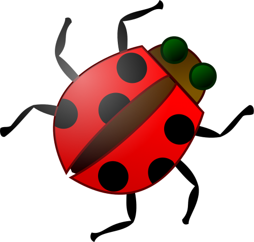 insect bug red