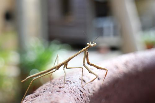 insect praying mantis bug