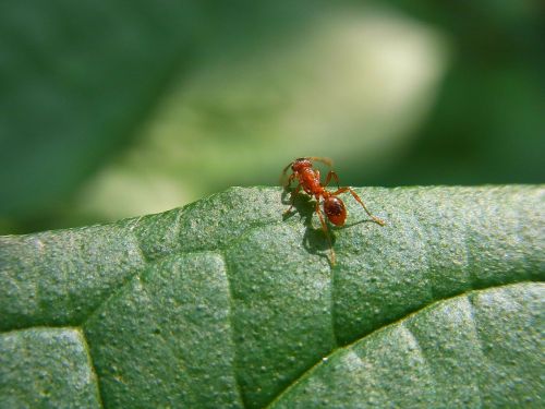 insect ant animal