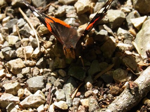 insect butterfly animal