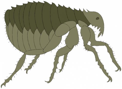 Insect 56