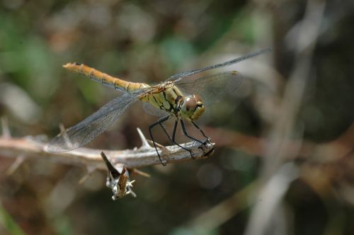 insect dragonfly macro