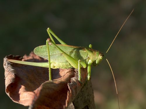 insect grasshopper konik