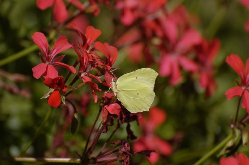 insect butterfly macro