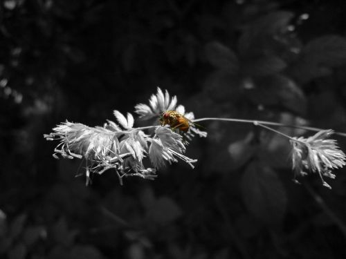 insect nature flower