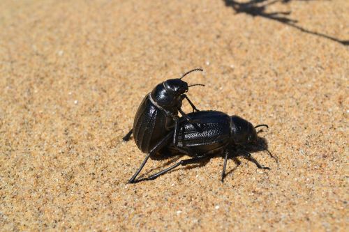 insect cockroach beach