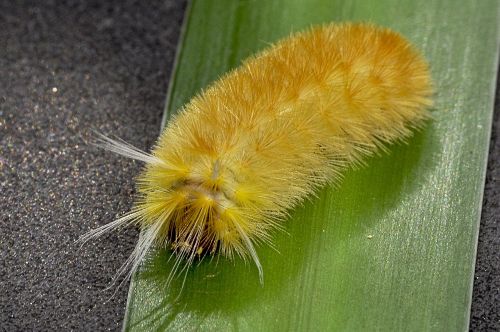 insect caterpillar yellow