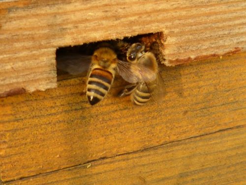 insect bees apis mellifera