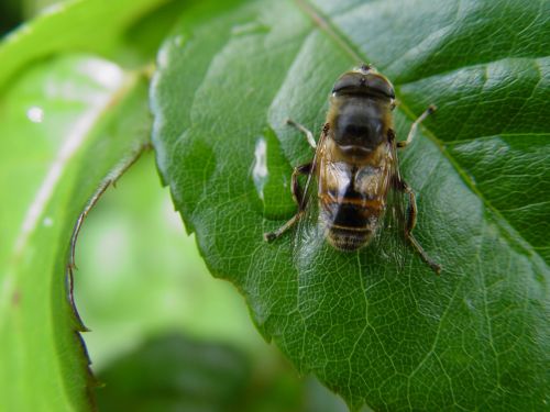 insect macro bee