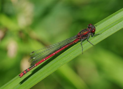 insect dragonfly adonis dragonfly