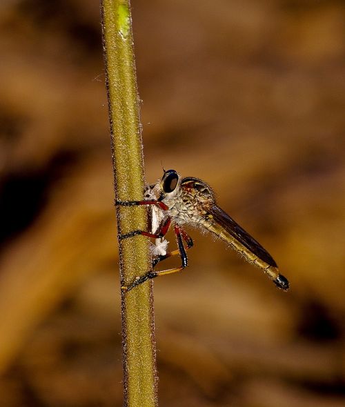 insect fly brown robber fly