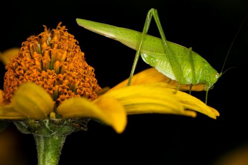 insect grasshopper macro