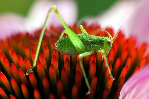 insect grasshopper macro