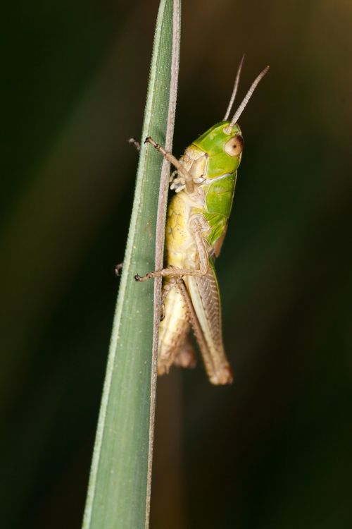 insect grasshopper macro