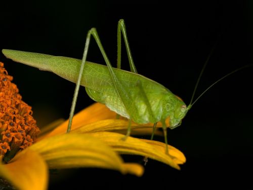 insect grasshopper macro