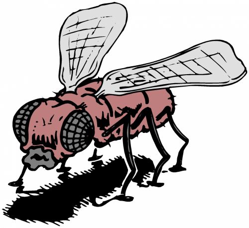 Insect 65