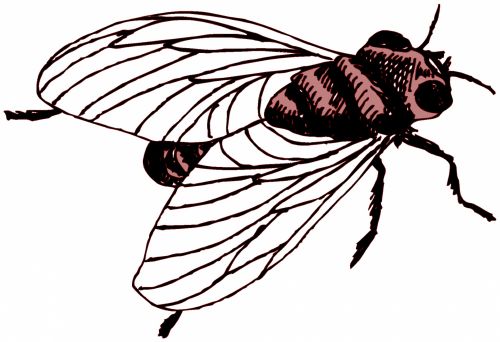 Insect 66