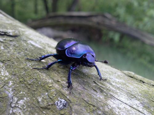 insect beetle nature