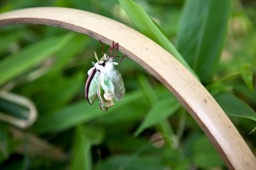 insect garden nature