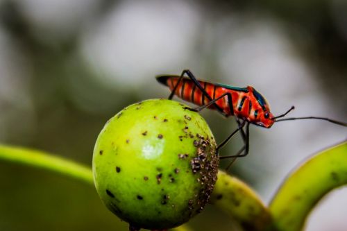 insect red nature