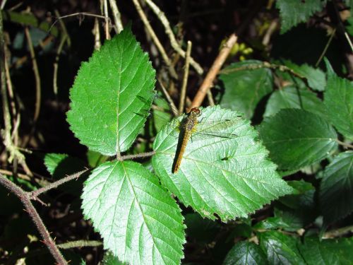 insect dragonfly damsel leaf