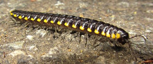 insect centipede animal