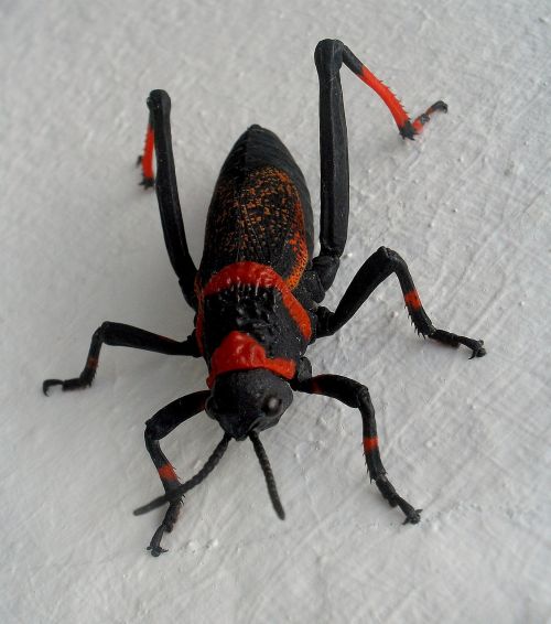 insect grasshopper locust