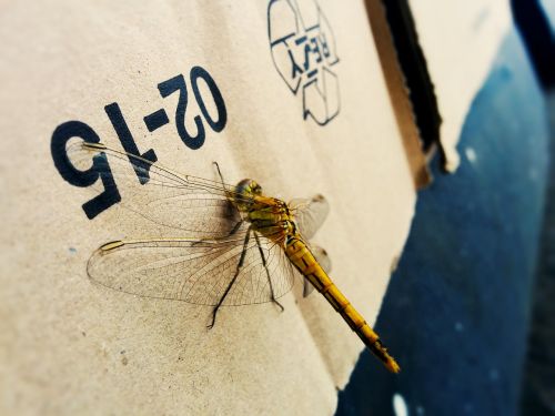 insect dragonfly nature