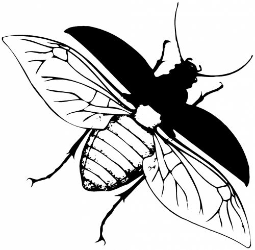 Insect 72