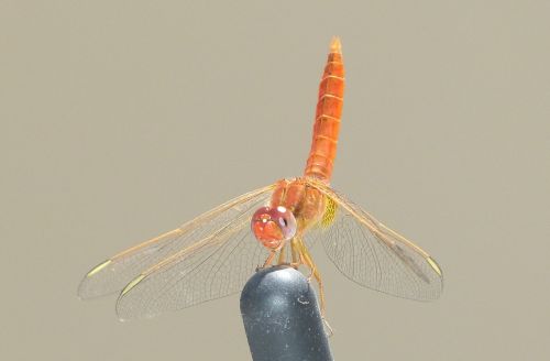 insect dragonfly flying