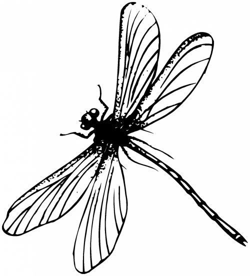 Insect 73
