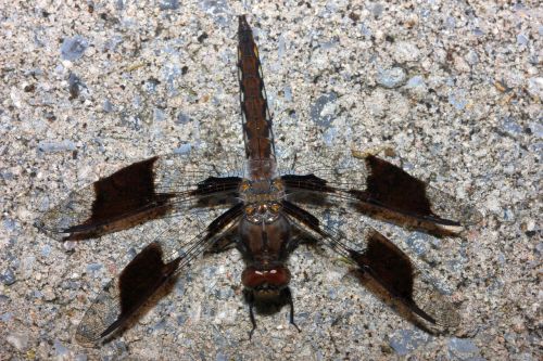 insect dragonfly camouflage