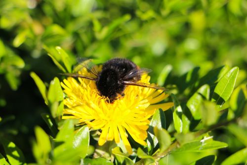 insect hummel wing