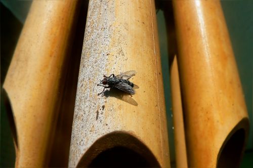 insect fly beetle