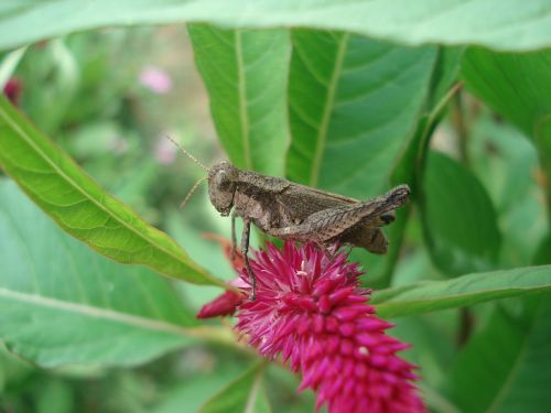 insect grasshopper garden