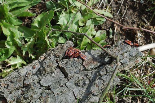 insect spring beetle