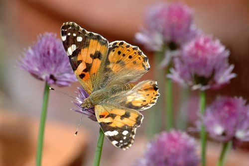 insect butterfly garden