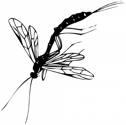 Insect 75