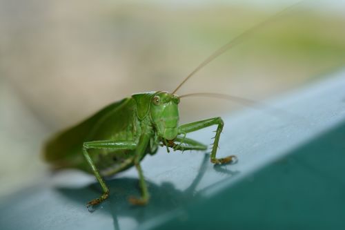 insect grasshopper nature