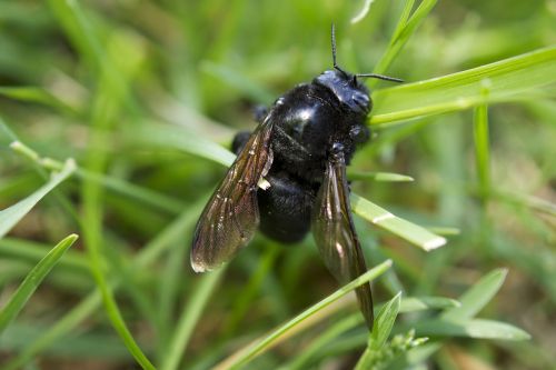 insect macro bee