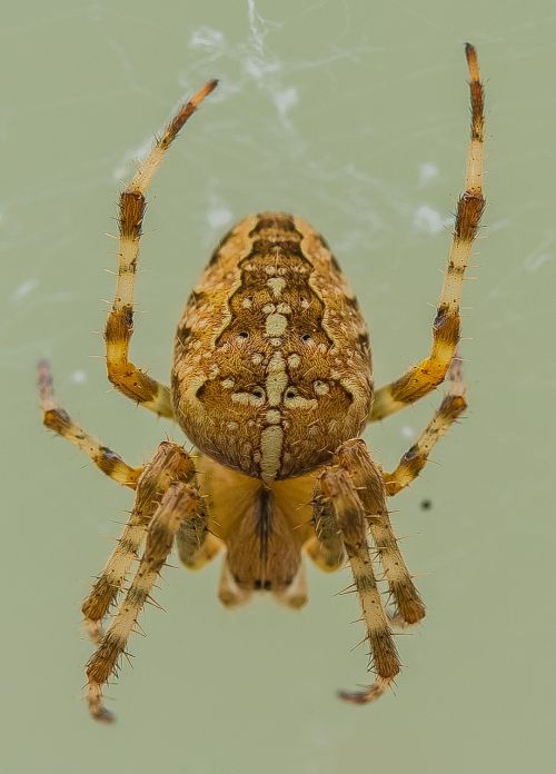 insect spider arachnid