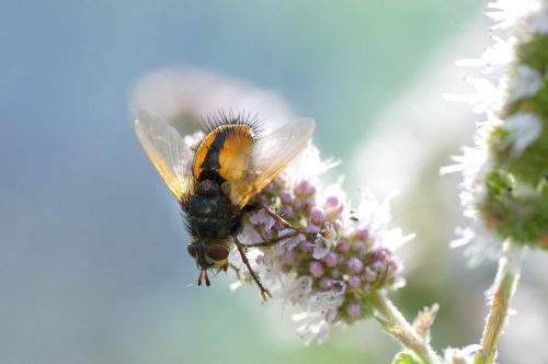 insect garden close