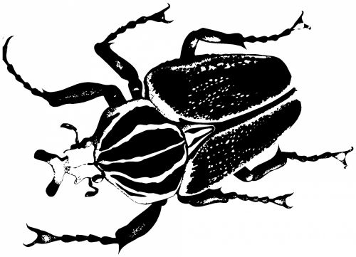 Insect 8