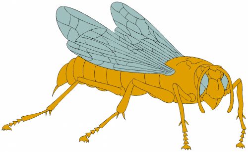 Insect 80