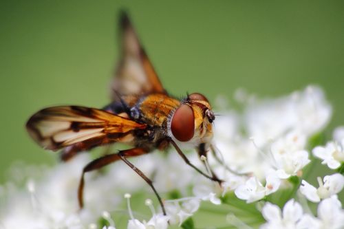 insect fly wing