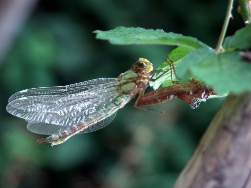 insect dragonfly nature