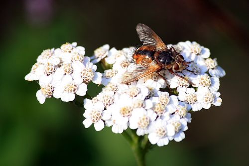 insect hoverfly umbel