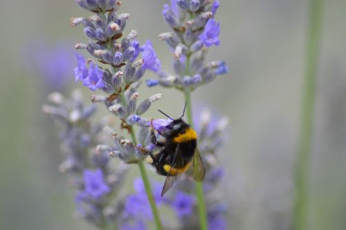 insect flower nature